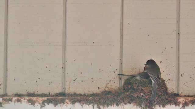 A Male Bird, An Eastern Phoebe, Feeds His Mate Insects As She Sits On Her Mossy Nest.