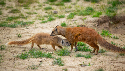 Fototapeta premium Mother yellow mongoose and its pup in the nature