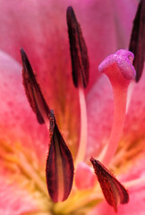 Macro heartwood pink flower close up