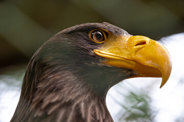Riesenseeadler in einem Käfig in einem Greifvogelpark. Im Vordergrund sieht man verschwommen teilweisen den Käfigzaun. 
