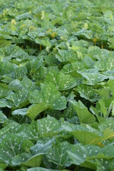 Butternut squash young plants in field. Green leaves with white spots of butternut pumpkin.