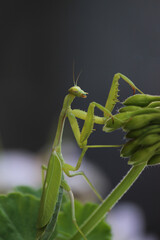 mantis religiosa