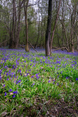 Beautiful carpet of bluebells in the woodland in spring