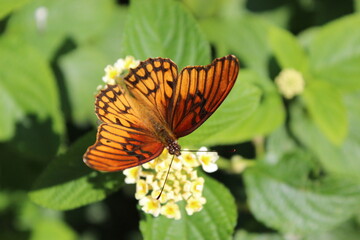 mariposa monarca