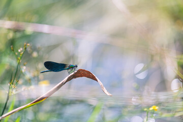 dragonfly near the river on a blade of dry grass
