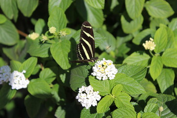mariposa negra