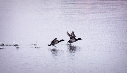A pair of lesser scaups take flight leaving splash prints in their wake.