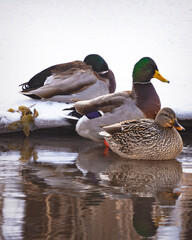 Three mallards huddle together on the bank of a river during January.