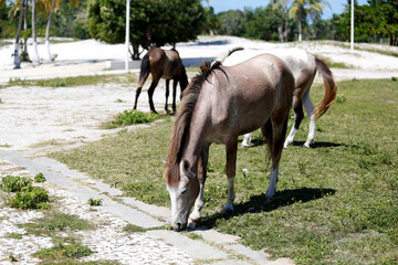 horses in the abaete park area