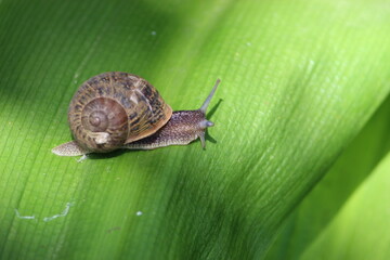 caracol tomando el sol
