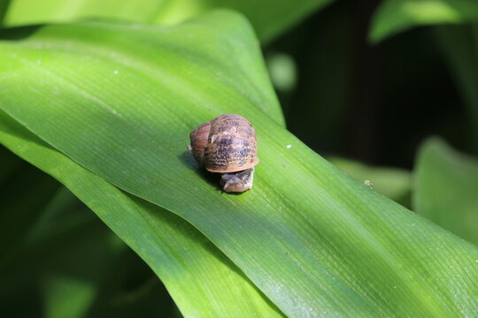 caracol sale a saludar