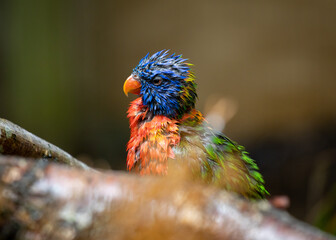 Beautifully vibrant and detailed lorikeets