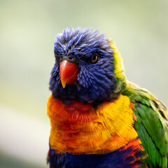 Beautifully vibrant and detailed lorikeets
