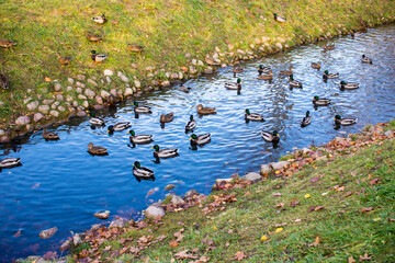 Autumn Landscape With flock of mallard ducks swim on Lake