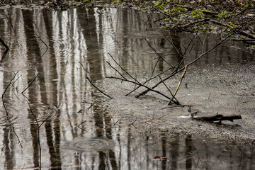 Ein Tümpel im Wald ist überzogen mit einer Eisschicht und es spiegelt sich eines Erlenwald.