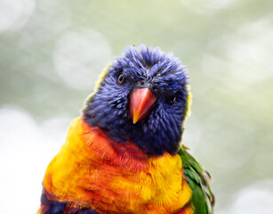 Beautifully vibrant and detailed lorikeets