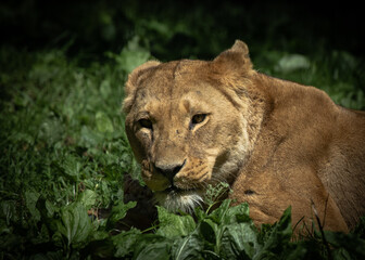 Lions & lionesses going about their day