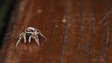 Springspinne auf einem Brett