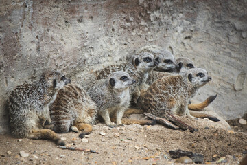 Meerkats huddling in their mob