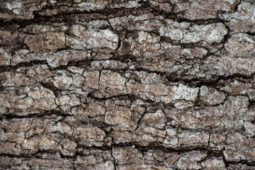 The big tree pattern in the forest,Texture and background.