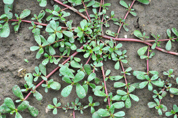 In the soil, like a weed grows purslane (Portulaca oleracea)