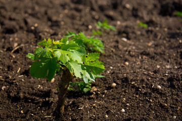 Young vineyard