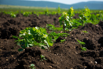 Young vineyard