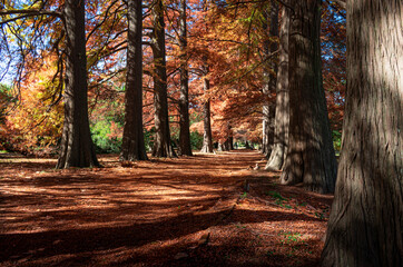 Árboles cipreses en otoño