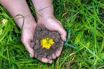 Womans hands holding green yellow plant sprout with soil, ground on grass nature background. Eco...
