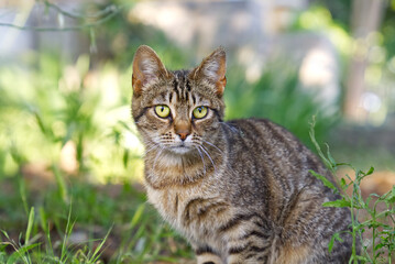 Naklejka na ściany i meble Close up portrait of striped brown cat with green eyes looking to camera on green background. Pets walking outdoor adventure. non-pedigree cats in garden.