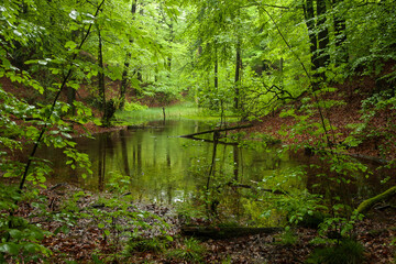 Im Wasser eines Tümpel im Wald spiegelt sich das lichtdurchflutete grüne Laub des Waldes.