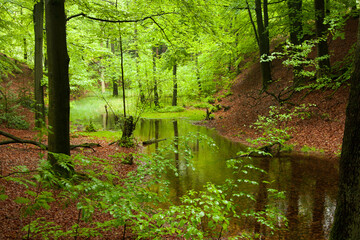 Im Wasser eines Tümpel im Wald spiegelt sich das lichtdurchflutete grüne Laub des Waldes.