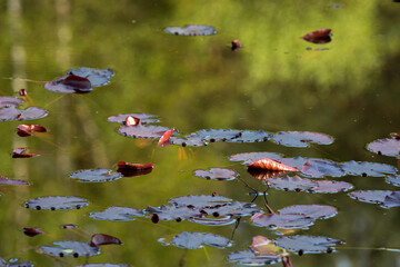 Seerosenblätter schweben auf einem auf einem Teich.