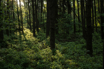 Das Sonnenlicht scheint durch die Bäume in einem goldenen Streifen auf das Unterholz.