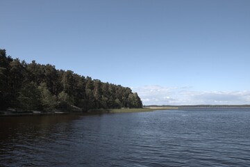 Summer forest by the river