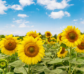 Fototapeta premium blooming yellow sunflowers on a farm field.