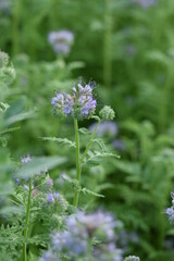 Lacy phacelia blooming flower closeup on phacelia field, flowers on dew in morning sun.