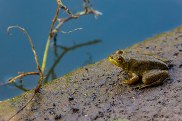 A small green frog near some water at a pond in Pittsburgh, Pennsylvania