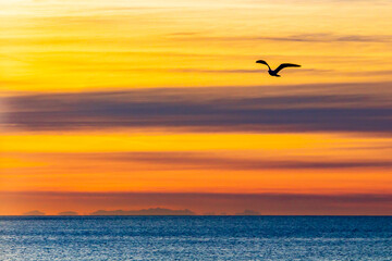 Obraz na płótnie Canvas Vol d'un oiseau devant une vue de la Corse à partir de Nice, au levé du soleil