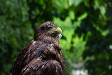 Obraz premium Golden eagle or eagle sits in the forest, shot close-up on a blurred green background of trees and bushes with feathers in its beak. A bird in the wild is doing personal hygiene and cleaning feathers.