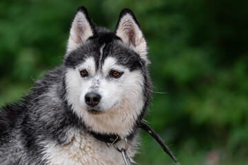 A dog of the Siberian Husky breed with brown eyes and wet black-white hair after swimming on a lake or river close-up on a blurred background of nature of green bushes and trees in the forest.
