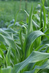 Organic vegetable garden in summer. Corn closeup.