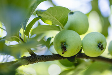 A bunch of early green apples on an apple tree branch