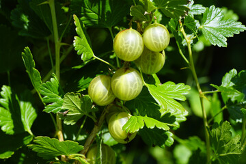 Ripening gooseberries in a shrub. Gooseberry or European gooseberry (Ribes uva-crispa). Family Grossulariaceae. Dutch garden, July. - obrazy, fototapety, plakaty