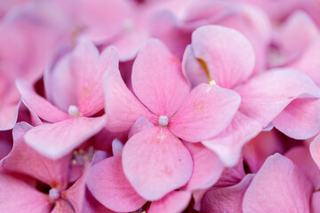Fototapeta na wymiar Selective focus of pink Hydrangea flowers