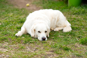 labrodor, retriever white dog lying down in the grass and looking forward