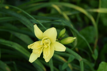 Yellow Hemerocallis, daylily flower and buds among leaves.