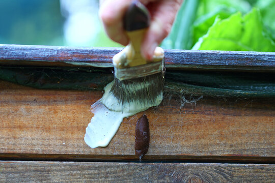 close up of a slug on the cabbage in the raised bed 