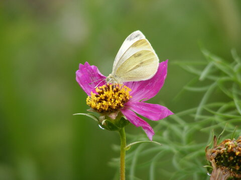 white butterfly sitting on a pink daisy 