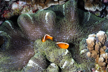 An anemone and it's Clown fish